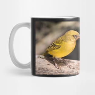 Vitelline Masked Weaver Mug